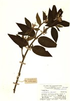 藏品(野牡丹屬)的圖片